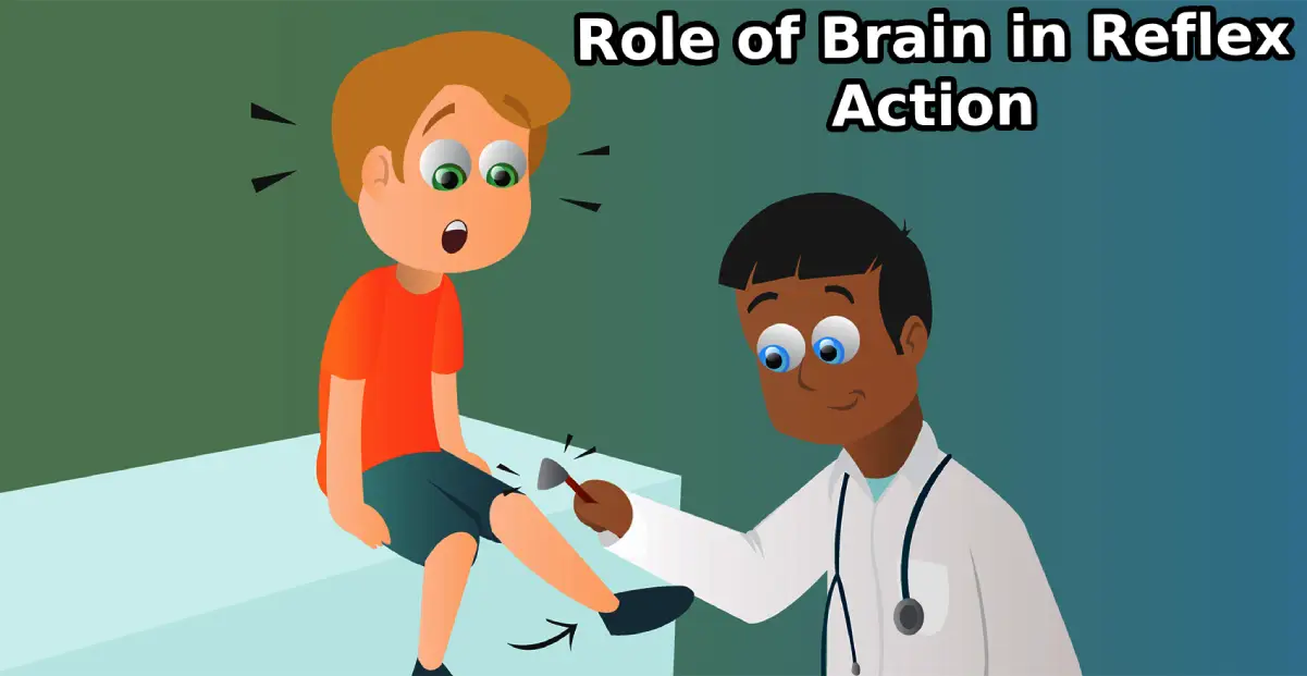 What is the Role of Brain in Reflex Action